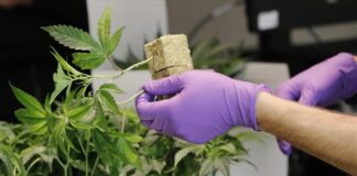 Για επικίνδυνα προϊόντα «κάνναβης» προειδοποιεί η Αρχή Αντιμετώπισης Εξαρτήσεων