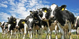 Στην Κύπρο οι εμπειρογνώμονες Κομισιόν για αφθώδη πυρετό στα κατεχόμενα