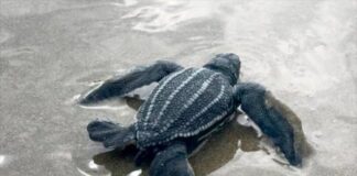Νεκρή χελώνα εντοπίστηκε στην Τίμη  – Διερευνάται το περιστατικό λέει η Διευθύντρια Τμήματος Αλιείας