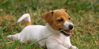 Έρευνα Κυπρίων επιστημόνων για μη επεμβατική θεραπεία καρκίνου σε κατοικίδια