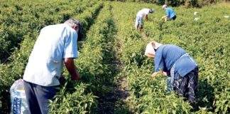 Για 1η φορά η Κύπρος σε τελικό για ευρωπαϊκό βραβείο στη γεωργία και ύπαιθρο