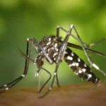 Στα 14 τα περιστατικά λοίμωξης από ιό του Δυτικού Νείλου