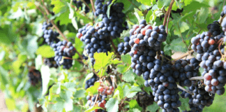 Πληρωμές για επενδύσεις σε οινοποιητικές επιχειρήσεις ύψους € 1.357.835,80