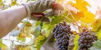 Ολοκλήρωσε πληρωμές €25,5 εκ. για στήριξη του αμπελοοινικού τομέα ο ΚΟΑΠ