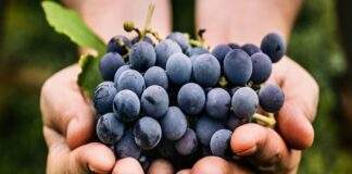 Ολοκλήρωσε πληρωμές για αναδιάρθρωση και μετατροπή αμπελώνων οινοπαραγωγής ο ΚΟΑΠ