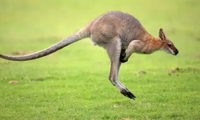 Kangaroo 750x450