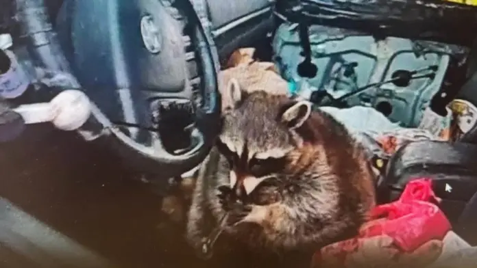 Raccoon with meth pipe