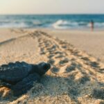 Επ. Περιβάλλοντος για συμβάν με χελώνα: Πρέπει να ακολουθούνται οι ενδεδειγμένες διαδικασίες Xelwna