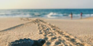 Επ. Περιβάλλοντος για συμβάν με χελώνα: Πρέπει να ακολουθούνται οι ενδεδειγμένες διαδικασίες Xelwna