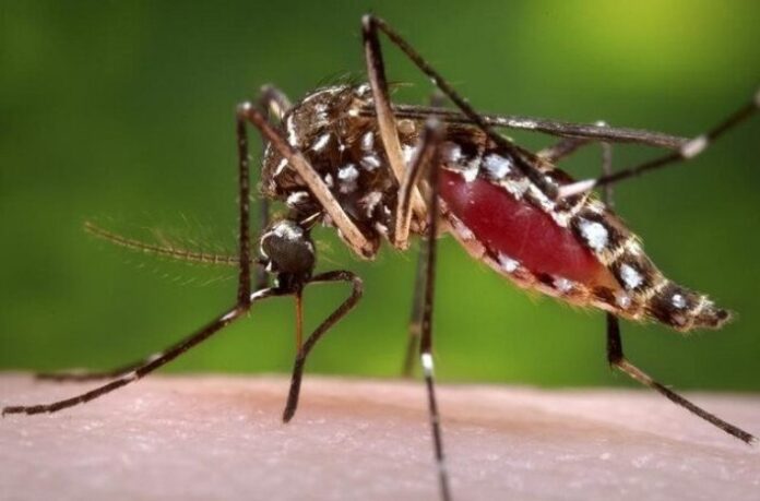 Screenshot 2025 06 14 at 21 49 39 brazil reports 1 761 microcephaly cases as mosquito virus spreads reuters