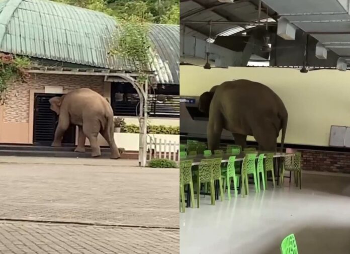 Elephantas 1