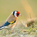 B carduelis