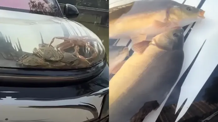 Psaria sto kapo autokinitou