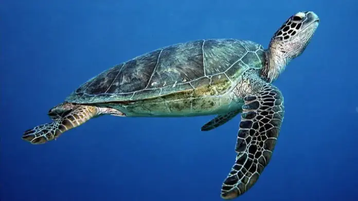 Green turtle chelonia mydas