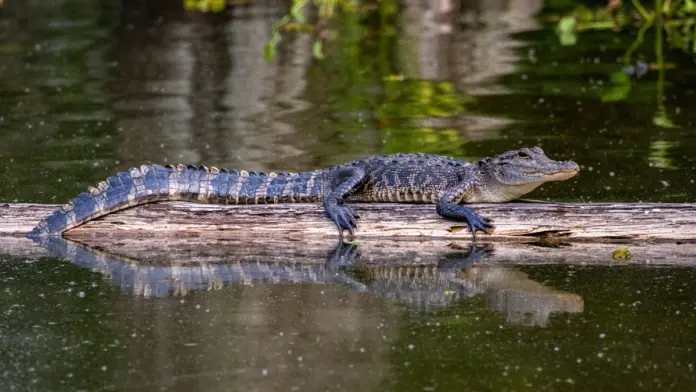 Aligator