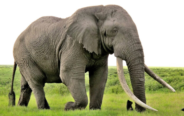 Elephant