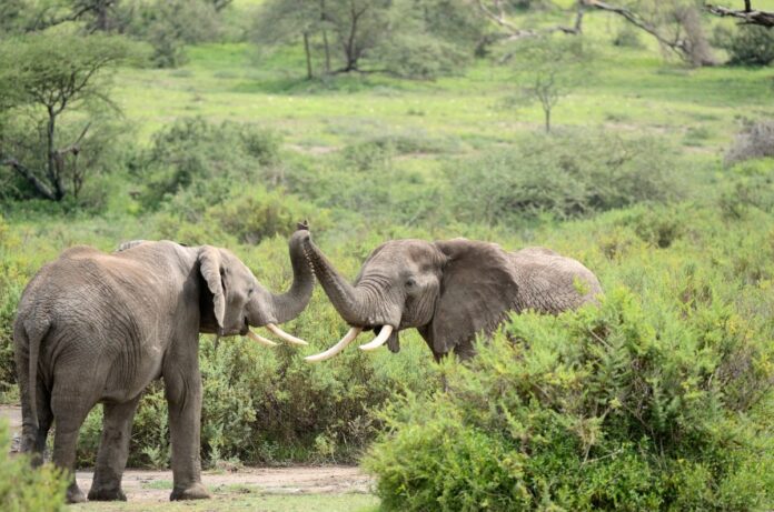 Elephants 6254556 1920 1200x795