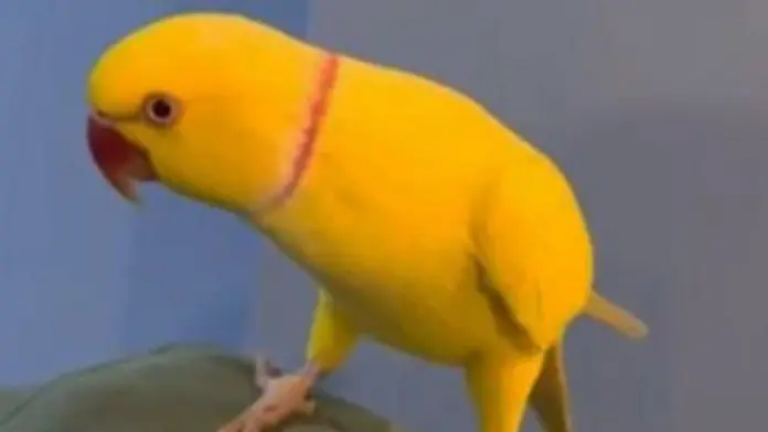 Parrot