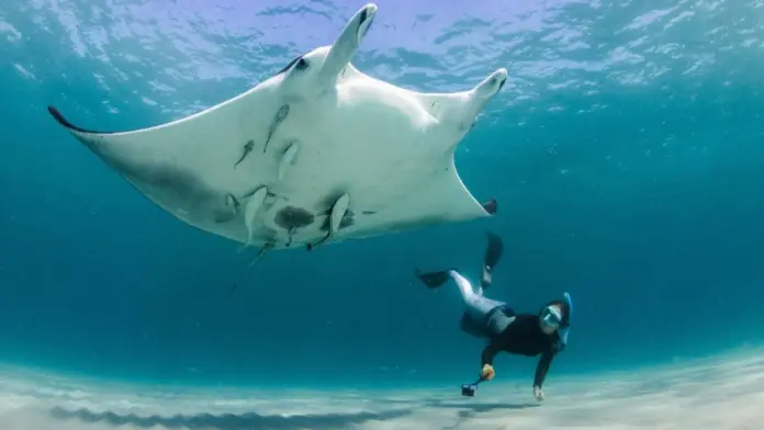 Salaxi manta2