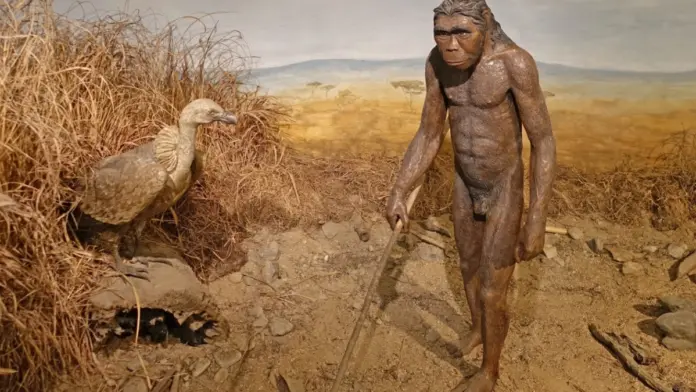 8ac3c30d homo habilis