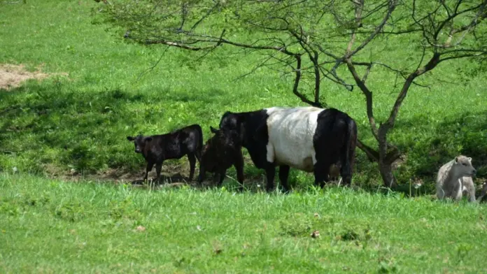 Agelada zebra