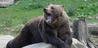 ΒΙΝΤΕΟ: Καταδίωξη… αρκούδας στο Τένεσι Arkouda