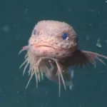 Bumpy snailfish