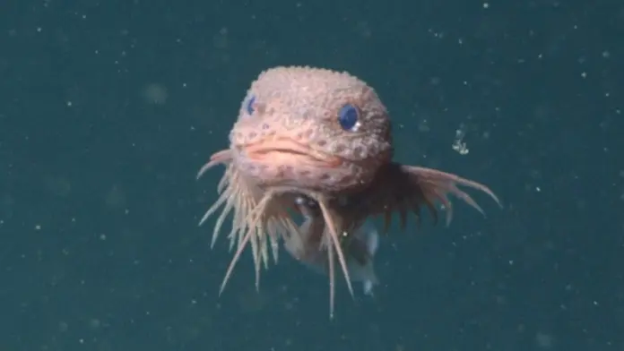 Bumpy snailfish