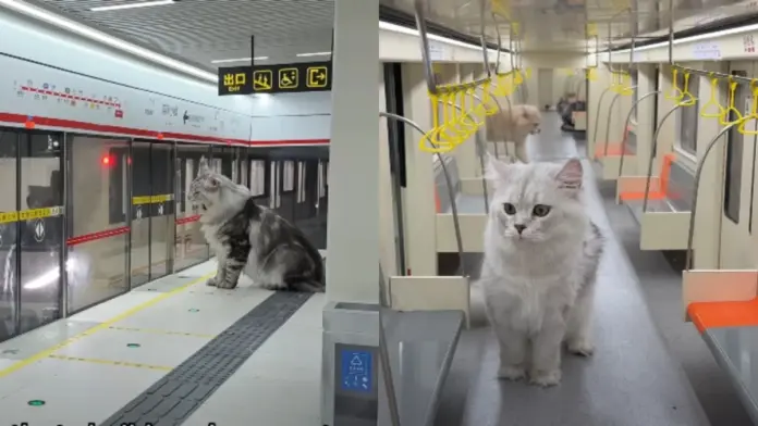 Gatesmetro