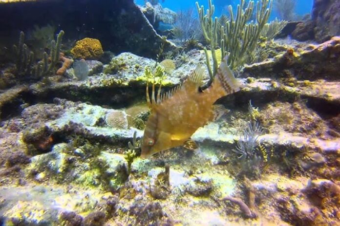 Hogfish 84