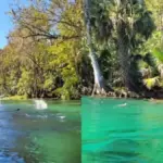 Maimoudes florida