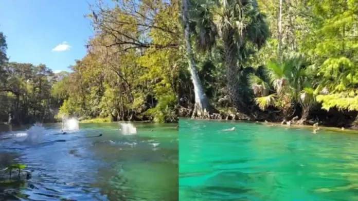 Maimoudes florida