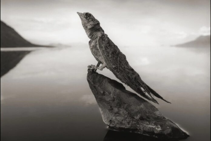 Nick brandt 1