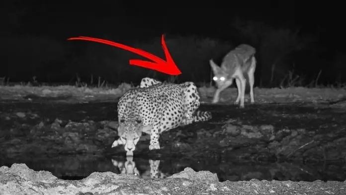 tsakali-gatopardos Tsakali gatopardos