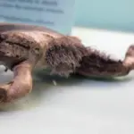 Vatraxos wolverine