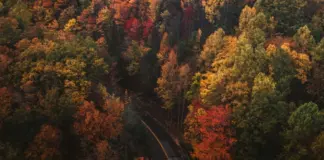 Γιατί τα φύλλα των δέντρων αλλάζουν χρώμα το Φθινόπωρο 8f0e0d56 fthinioporo u