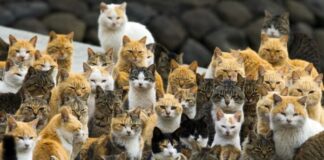 Γονιδιακή μελέτη αποκαλύπτει την πρώτη εμφάνιση της κατοικίδιας γάτας στην Ευρώπη 922133 696x435