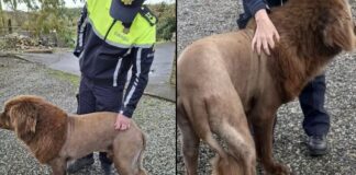 Ιρλανδία: Η αστυνομία έλαβε κλήση για ένα λιοντάρι που στην πραγματικότητα ήταν σκύλος και το φώναζαν ποντίκι Capture