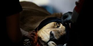 Μπουένος Άιρες: Μια λέαινα λαμβάνει οδοντιατρική περίθαλψη από κτηνιάτρους Screenshot 2025 11 03 103016