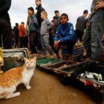 Κιβώτια με ψάρια στο λιμάνι της Γάζας Screenshot 2025 11 13