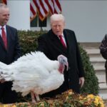 Ο Τραμπ έδωσε χάρη στις γαλοπούλες Gobble και Waddle για την Ημέρα των Ευχαριστιών Screenshot 2025 11 26