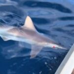 Αργολίδα: Καρχαρίας 3 μέτρων πιάστηκε στην πετονιά ψαρά (βίντεο) Argolida karxarias