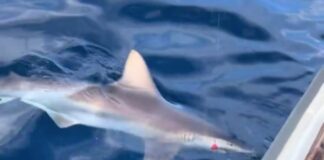 Αργολίδα: Καρχαρίας 3 μέτρων πιάστηκε στην πετονιά ψαρά (βίντεο) Argolida karxarias