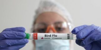 Γρίπη των πτηνών: Φόβοι για πανδημία χειρότερη της Covid-19 Gripi ptinwn