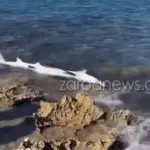 Karxar zarpanews.jpg