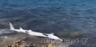 ΒΙΝΤΕΟ: Ξεβράστηκε καρχαριοειδές στα βράχια σε παραλία στα Χανιά Karxar zarpanews.jpg