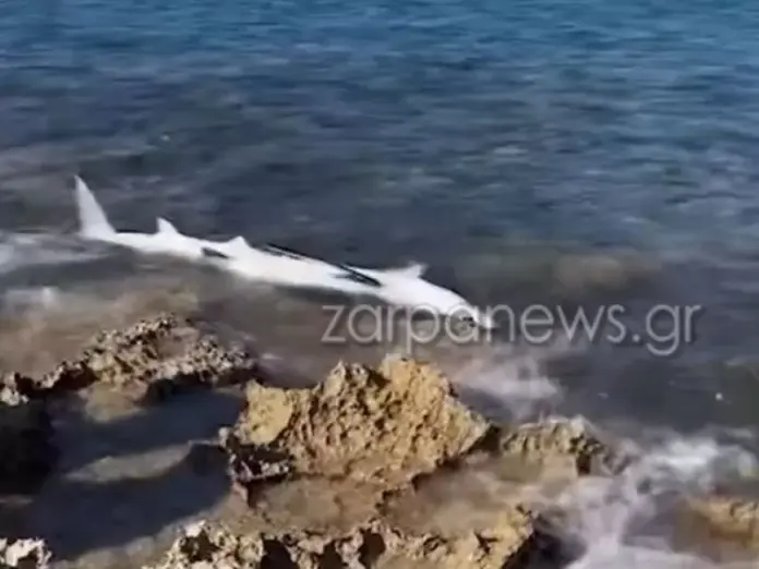 Karxar zarpanews.jpg