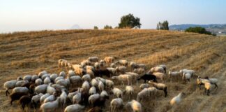 Κρήτη: Παράταση των μέτρων για την ευλογιά των αιγοπροβάτων Panoli 696x464