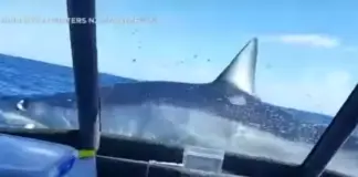 ΒΙΝΤΕΟ: Όταν ένας καρχαρίας έκανε άλμα α λα Jaws σε αλιευτικό Shauntitled.png