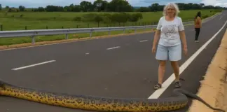 Γιγαντιαίο ανακόντα έκλεισε τον δρόμο στη Βραζιλία Snake